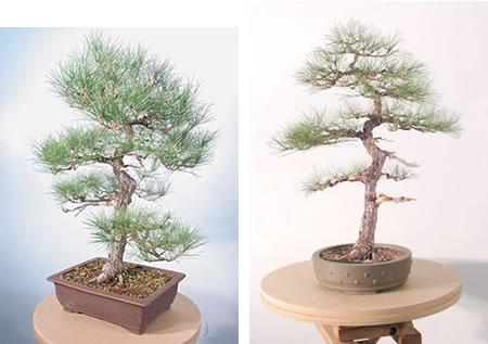 pine redesign